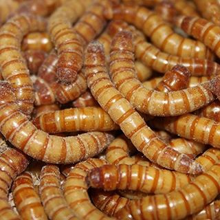 Mehlwürmer lebend 2 kg Preisknüller