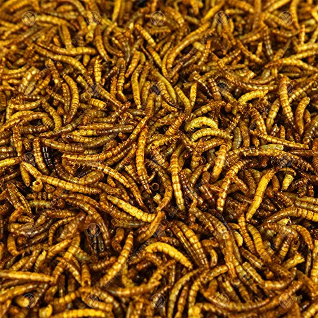 Mealworms Mehlwürmer Getrocknet