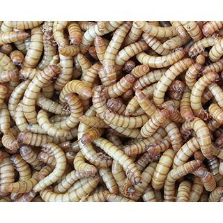 Allterra Mehlwürmer lebend 1 kg