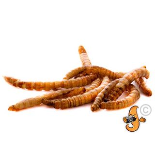 Chubby Mealworms Mehlwürmer getrocknet