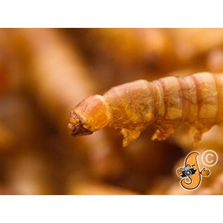 Chubby Mealworms Mehlwürmer getrocknet