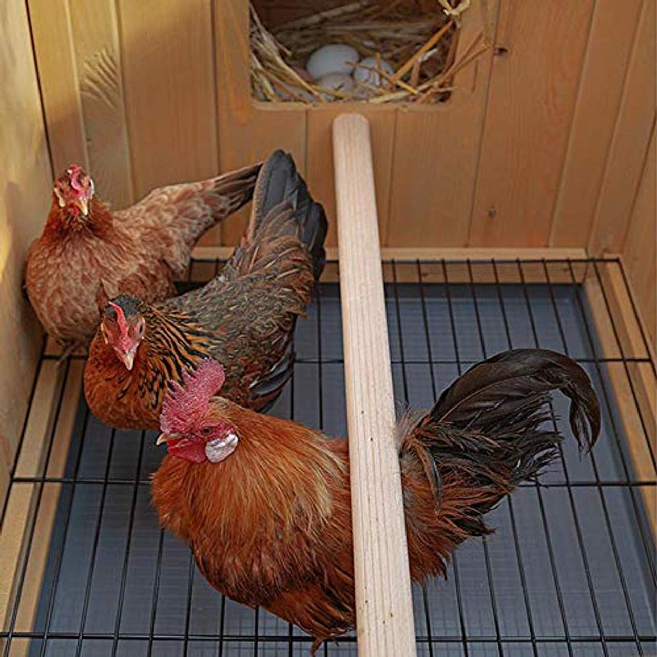 Ferplast Hühnerstall für Legehennen HEN House 10 für den Außenbereich
