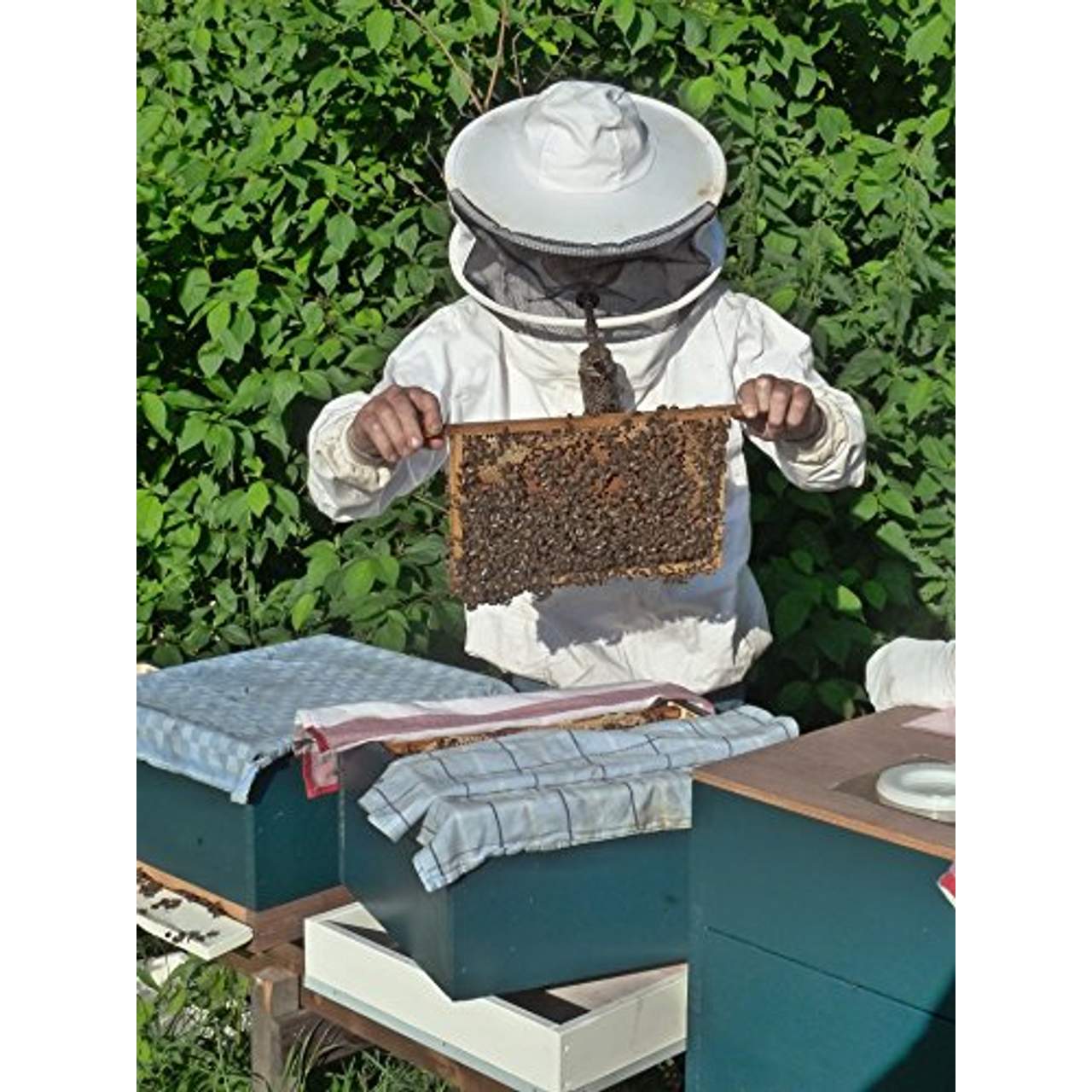 ImkerPur BIO-Blütenpollen Bienenpollen in Premium-Imkerqualität