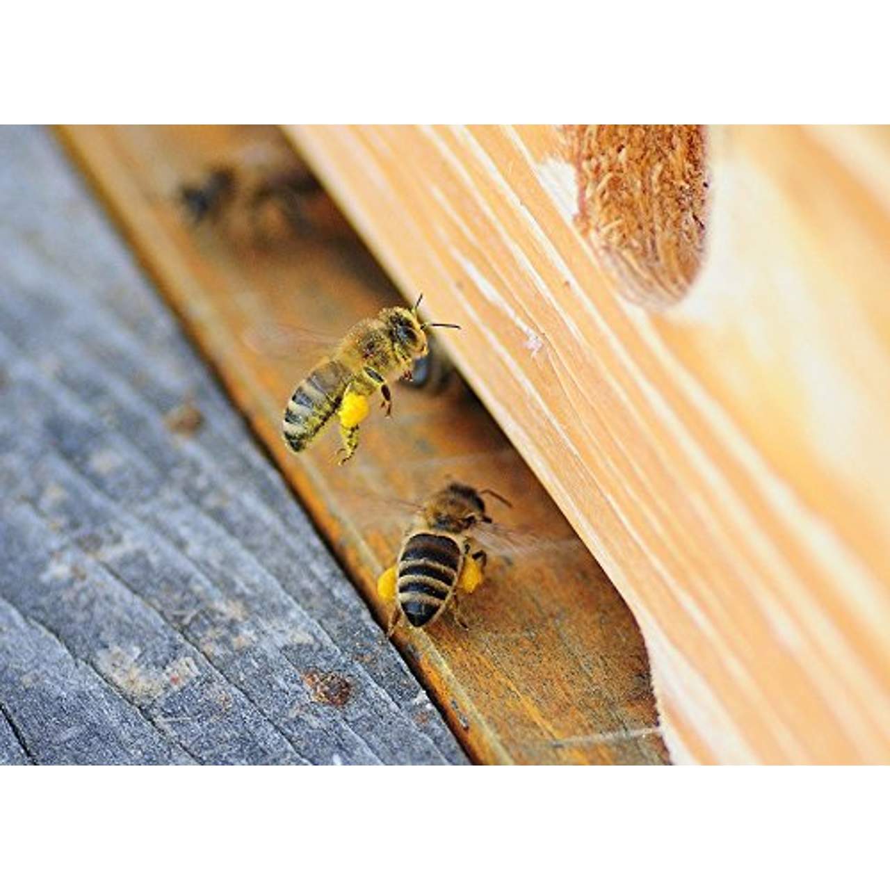 ImkerPur Blütenpollen Bienenpollen in Premium-Imkerqualität