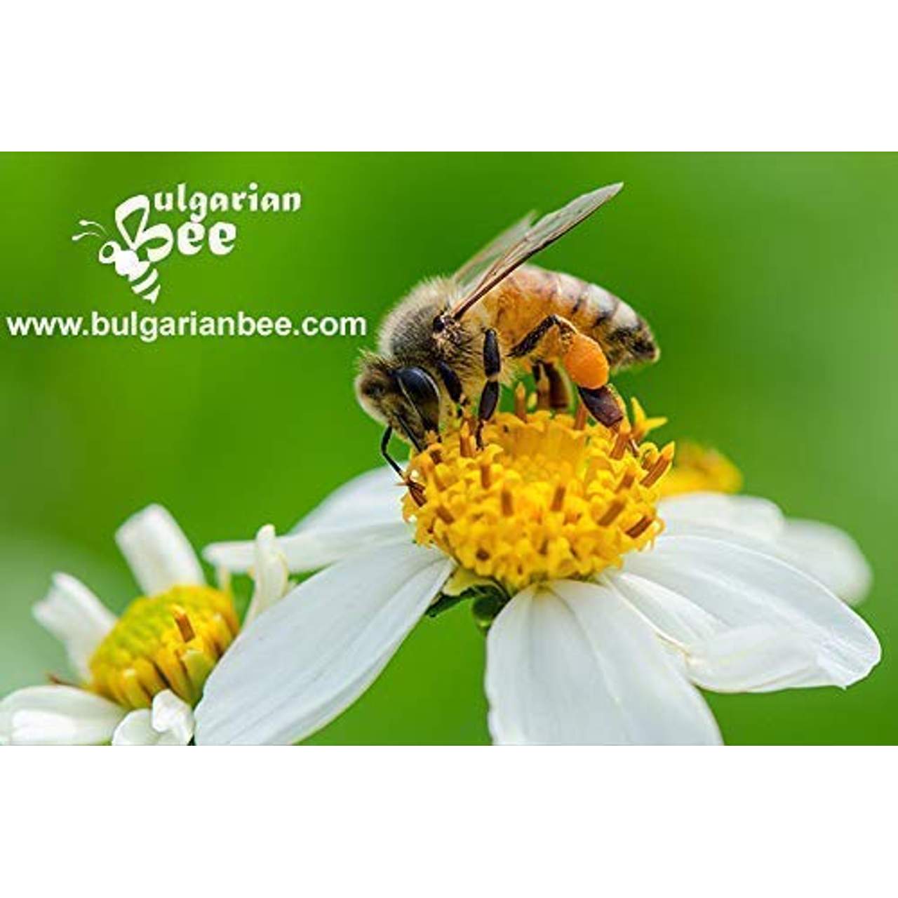 500 g Bienenpollen aus wilden Waldblumen und Kräutern