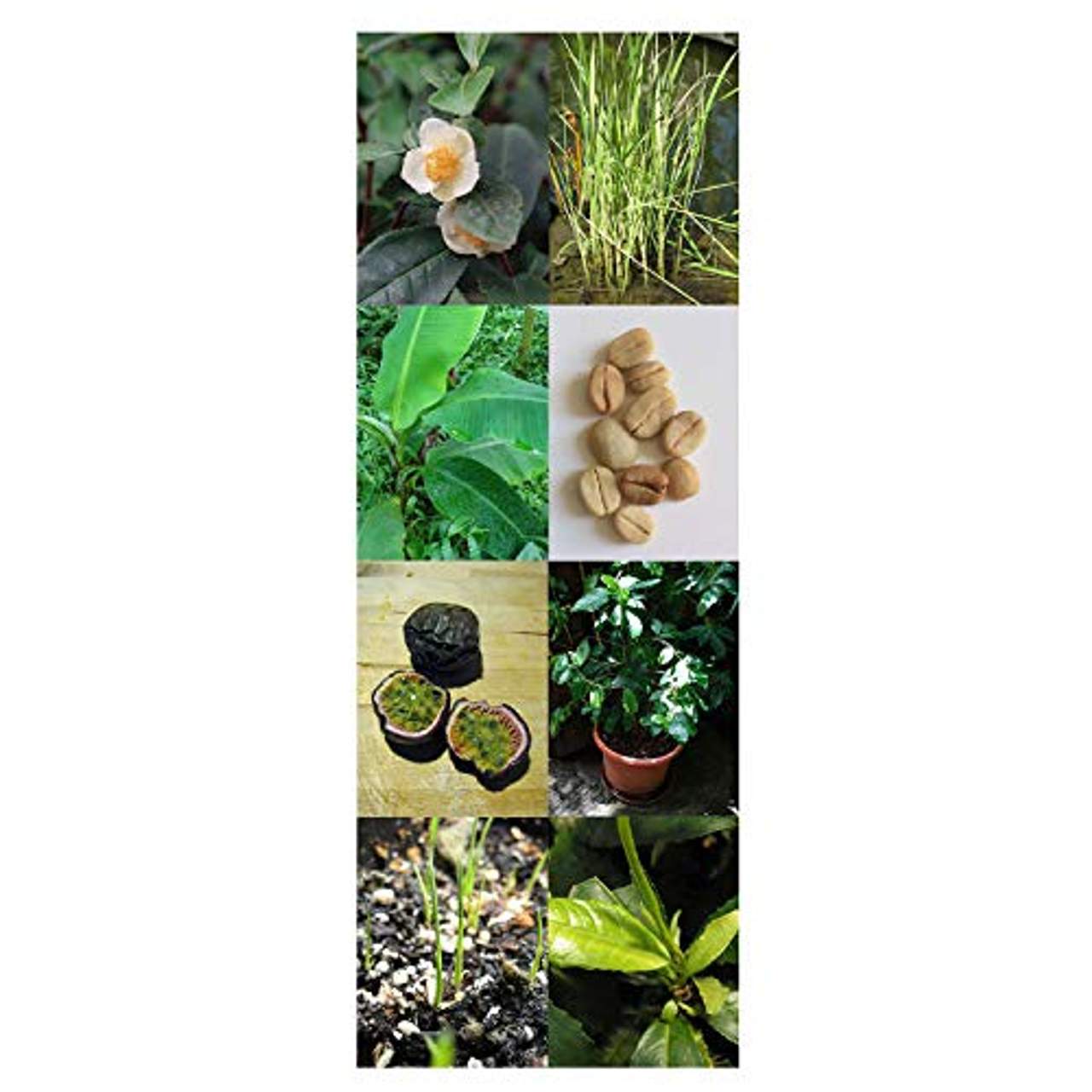 Magic Garden Seeds 'Tropische Nutzpflanzen: Kaffee, Tee, ...