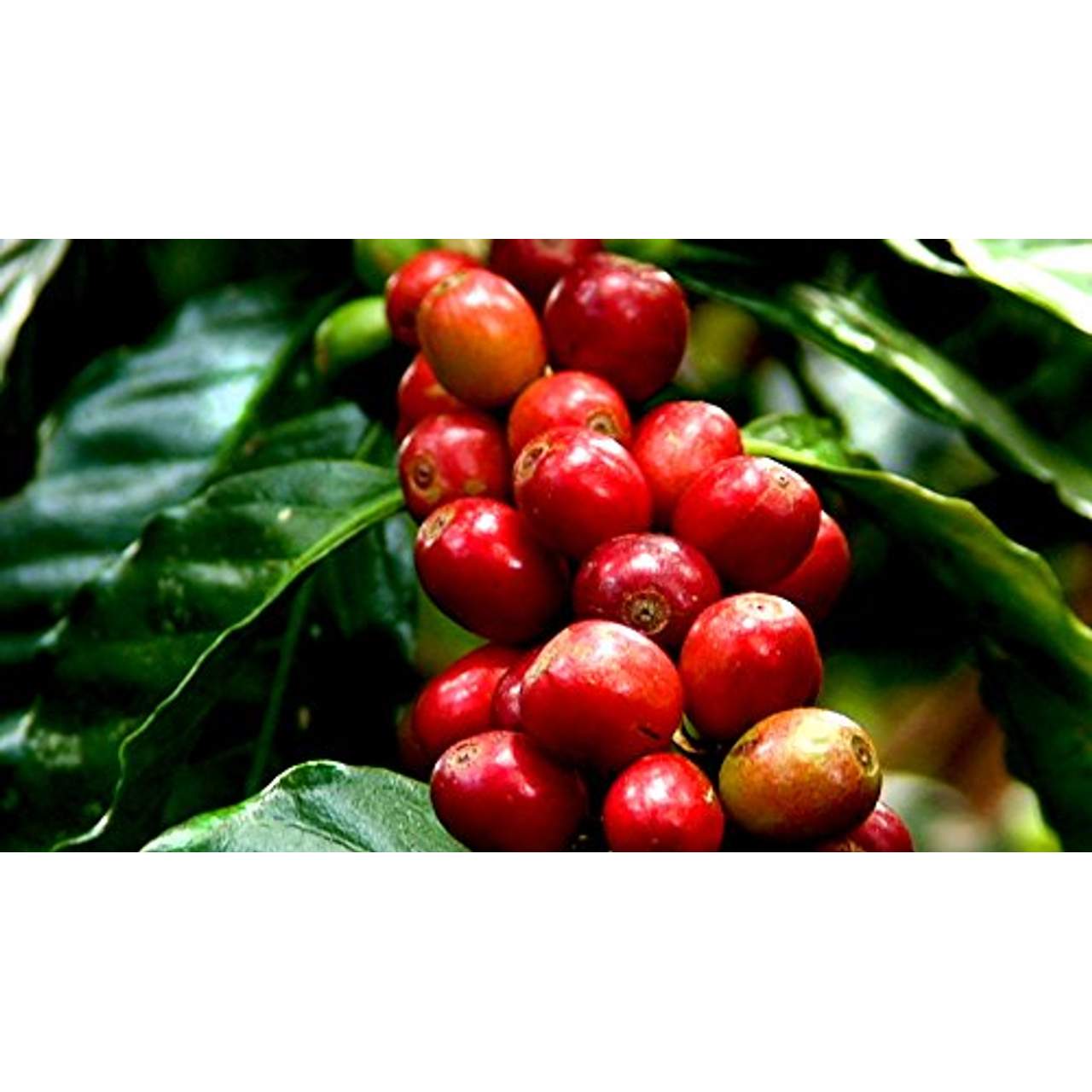 kaffeearomen Rohkaffee India Plantation A