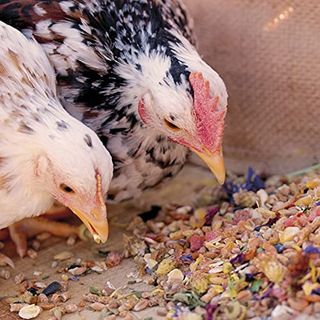 WachtelGold Hühner-Premium Futter 20kg
