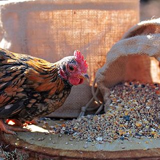 WachtelGold Hühnerfutter 25kg Körnermix