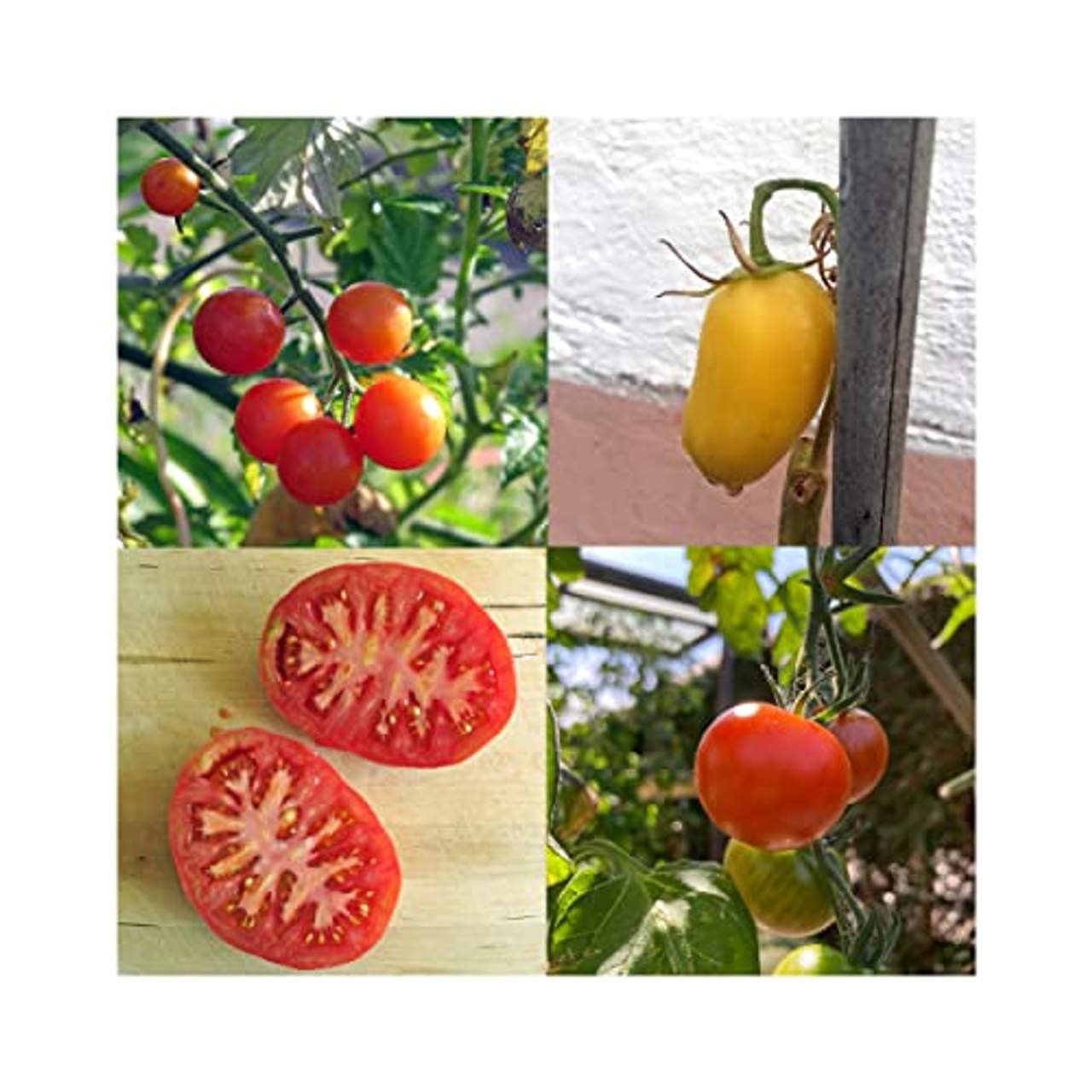 Historische Tomatensorten