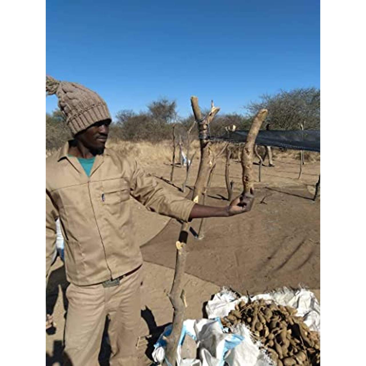 Namibian Naturals Bio Teufelskralle Kapseln