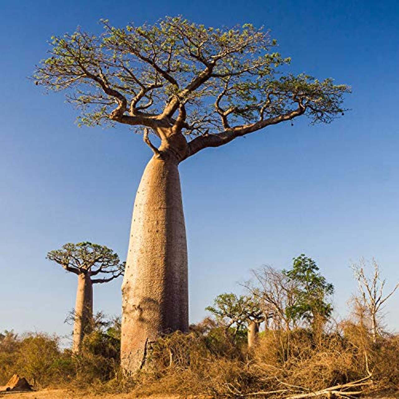 MeaVita Bio Baobab Pulver