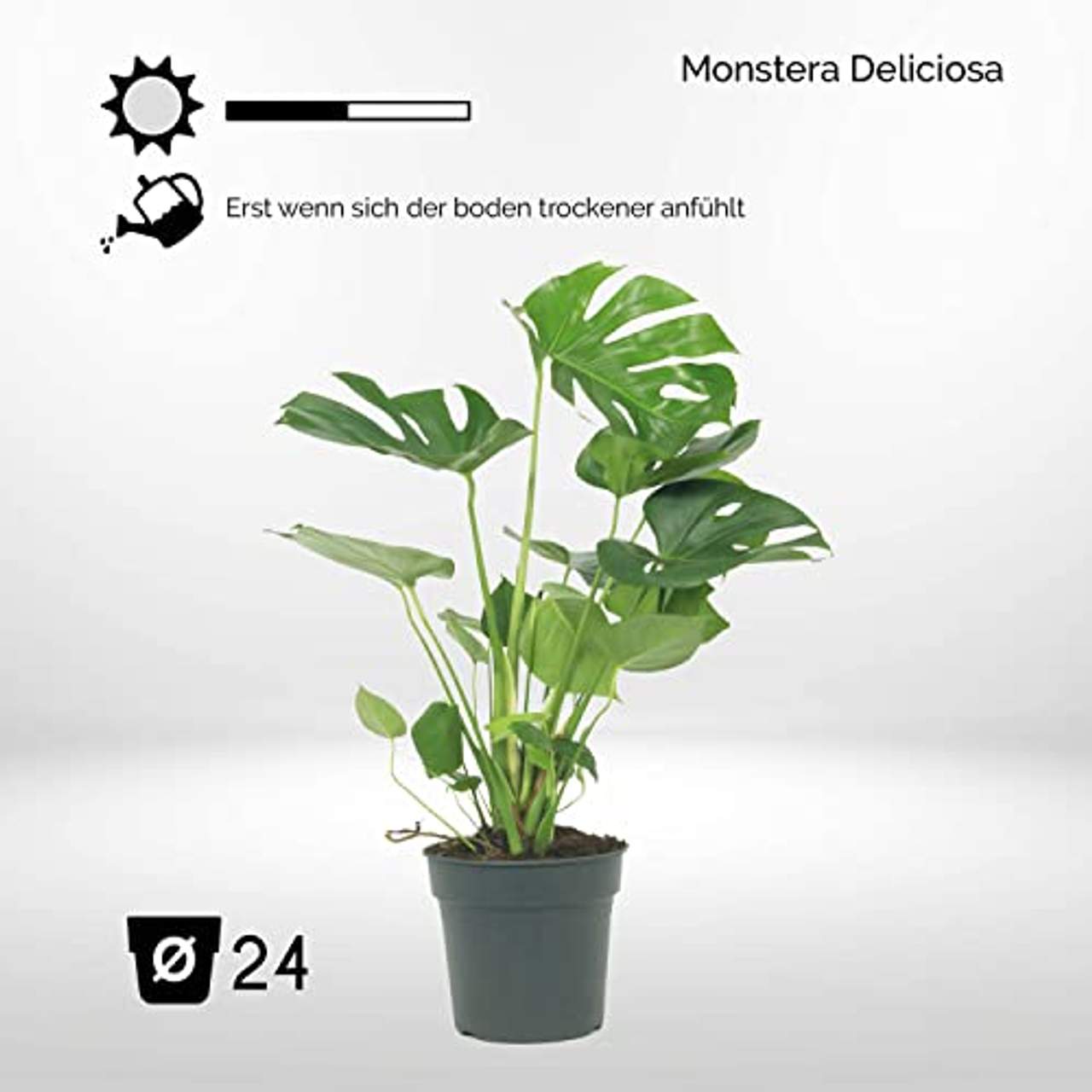 WL PLANTS Monstera Deliciosa– Fensterblatt