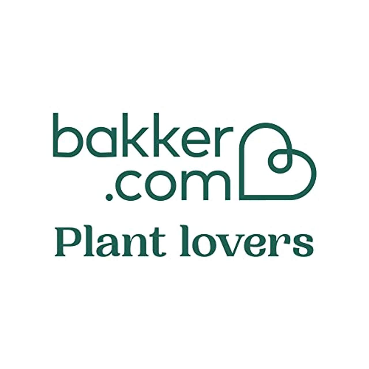 BAKKER Hydrokultur Pflanzen Set Monstera