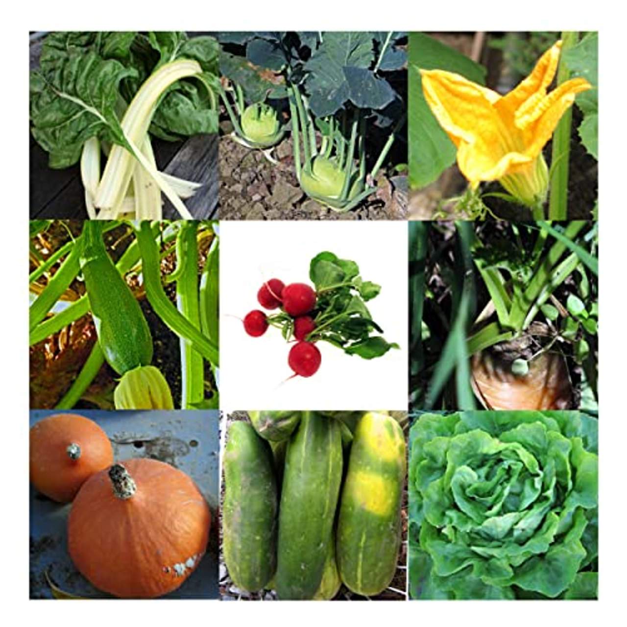 Gemüse-Vielfalt