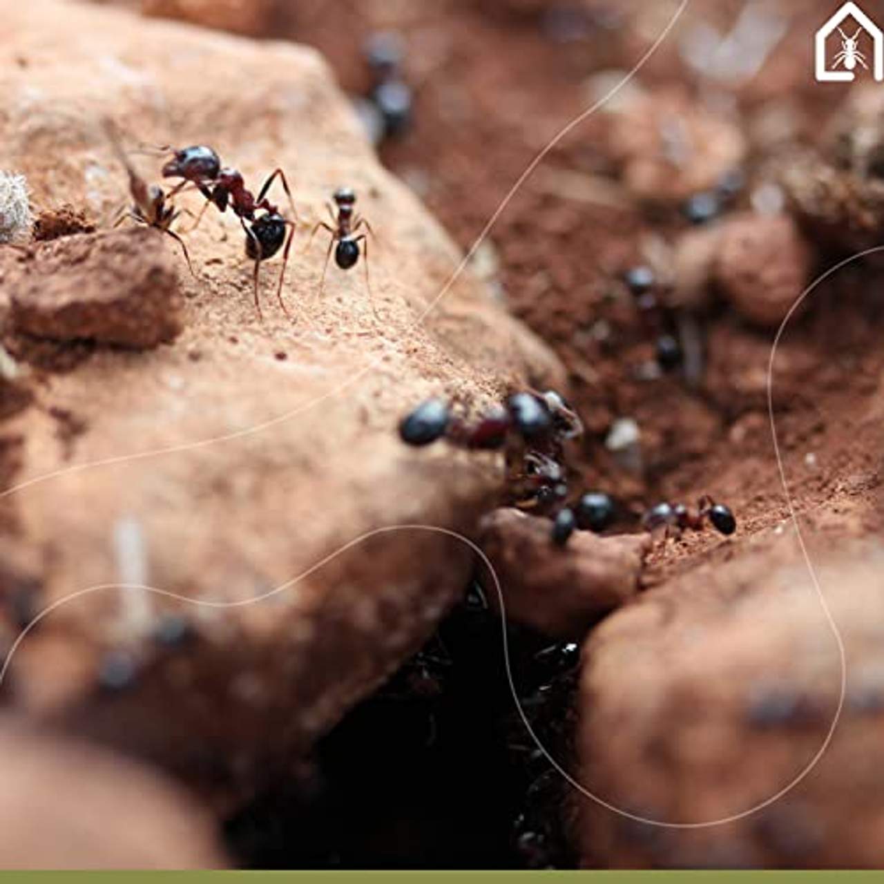 AntHouse Natürliche Ameisenfarm 
