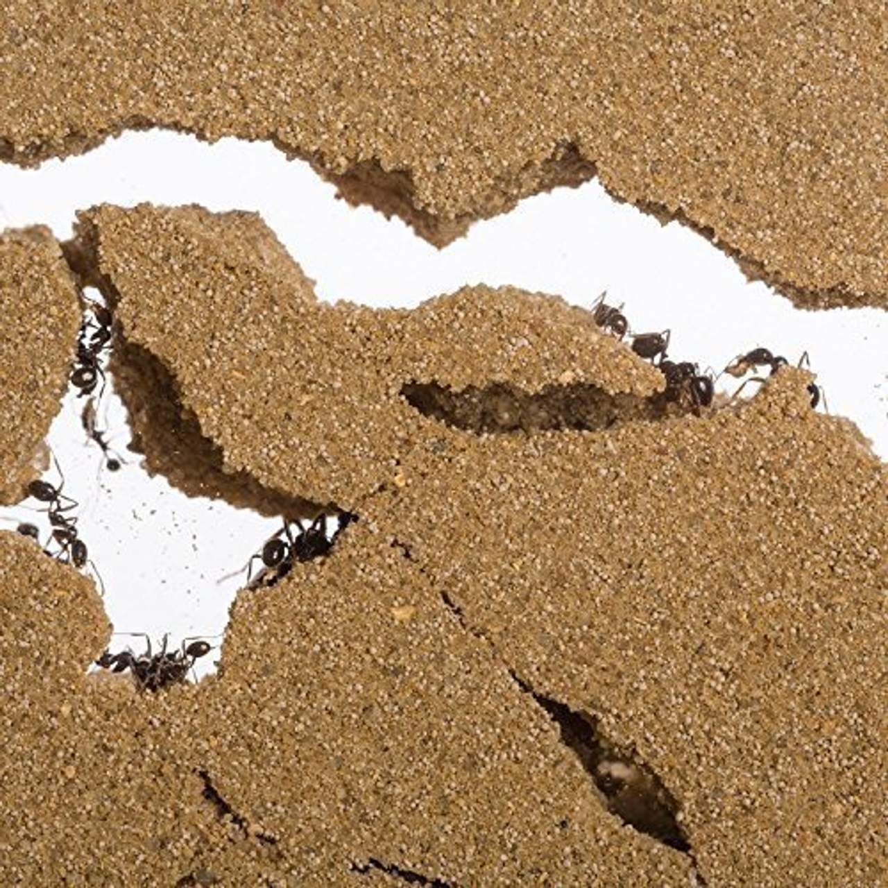 AntHouse Natürliche Ameisenfarm aus Sand