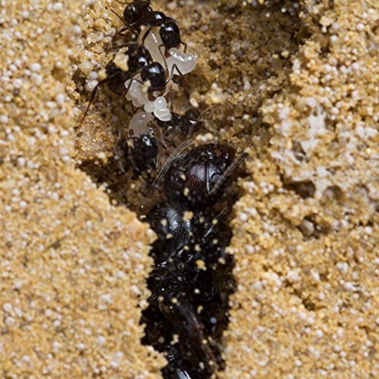 AntHouse Natürliche Ameisenfarm aus Sand