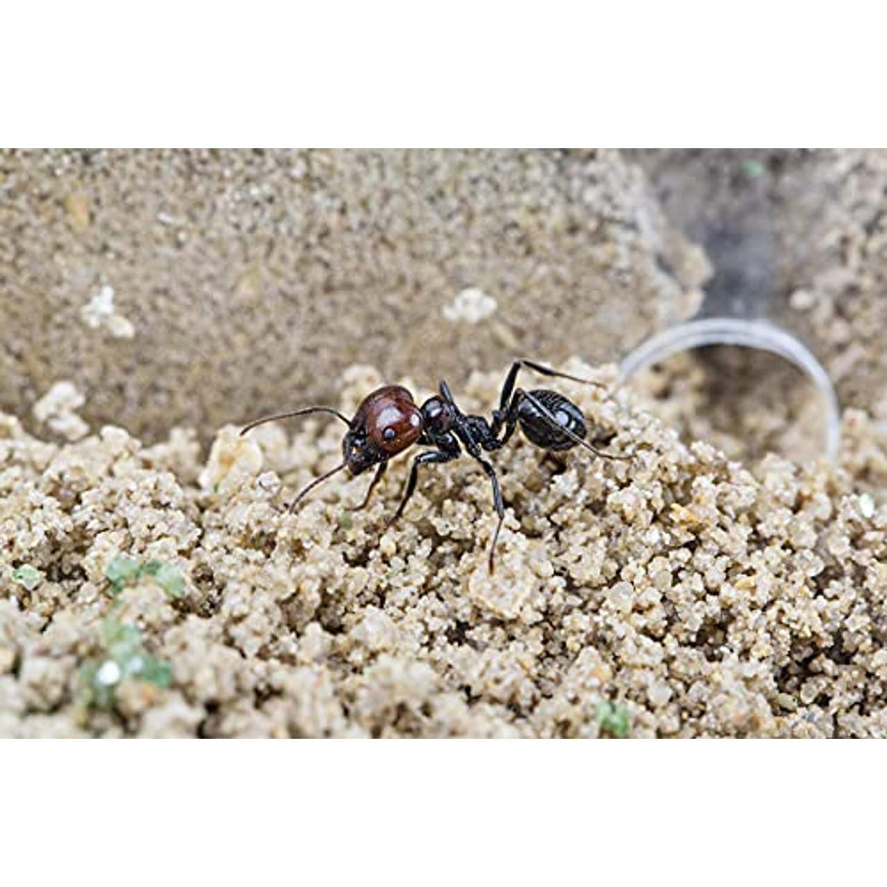 AntHouse Natürliche Ameisenfarm 
