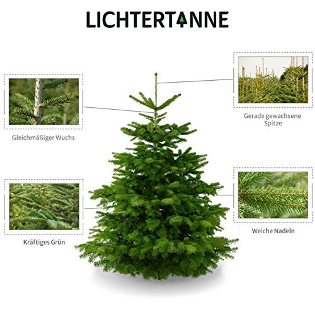 Lichtertanne Echter Weihnachtsbaum 170-190cm