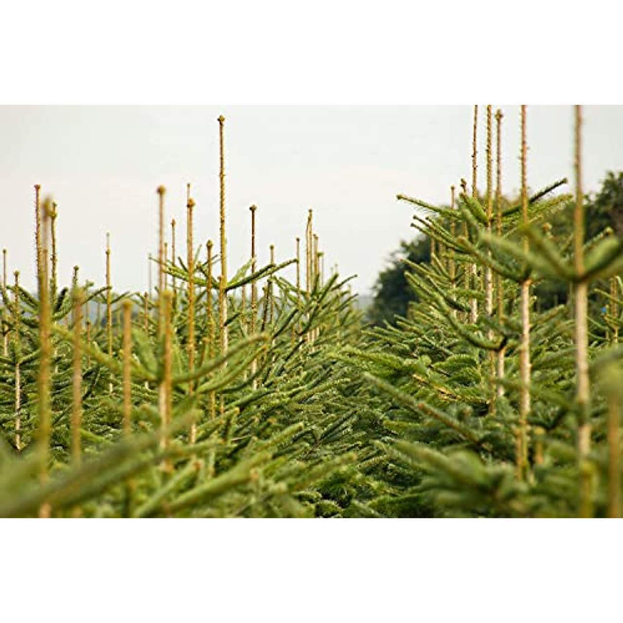 Lichtertanne Echter Weihnachtsbaum 170-190cm