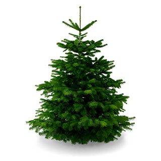 Lichtertanne Echter Weihnachtsbaum 100-130cm