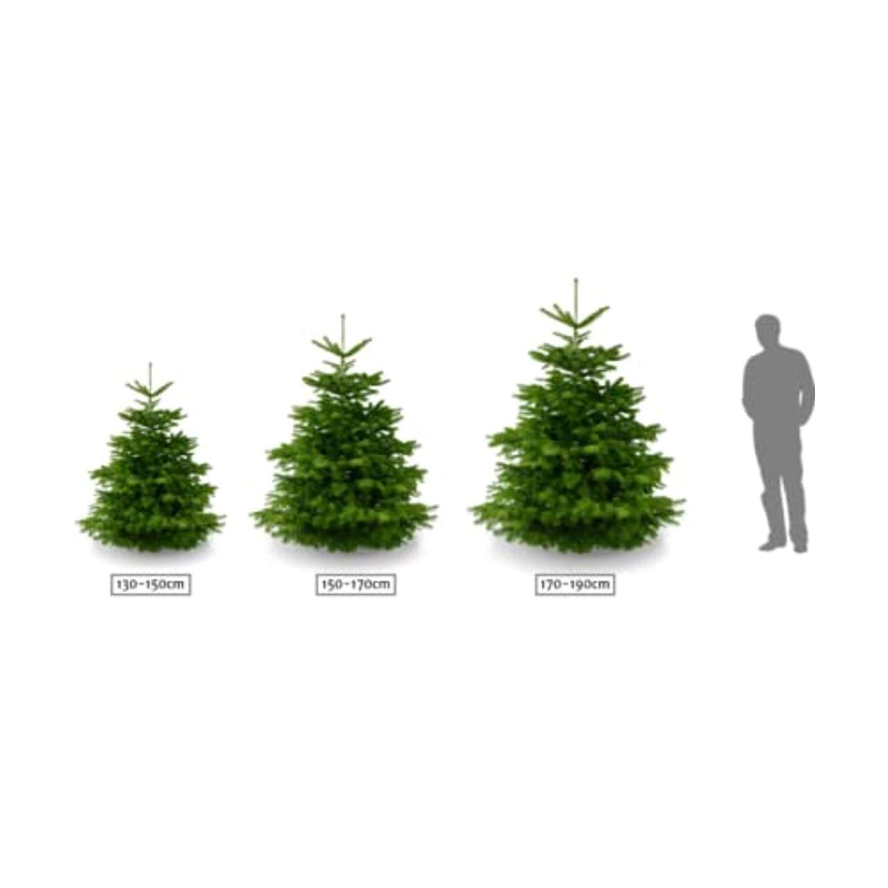 Lichtertanne Echter Weihnachtsbaum 100-130cm