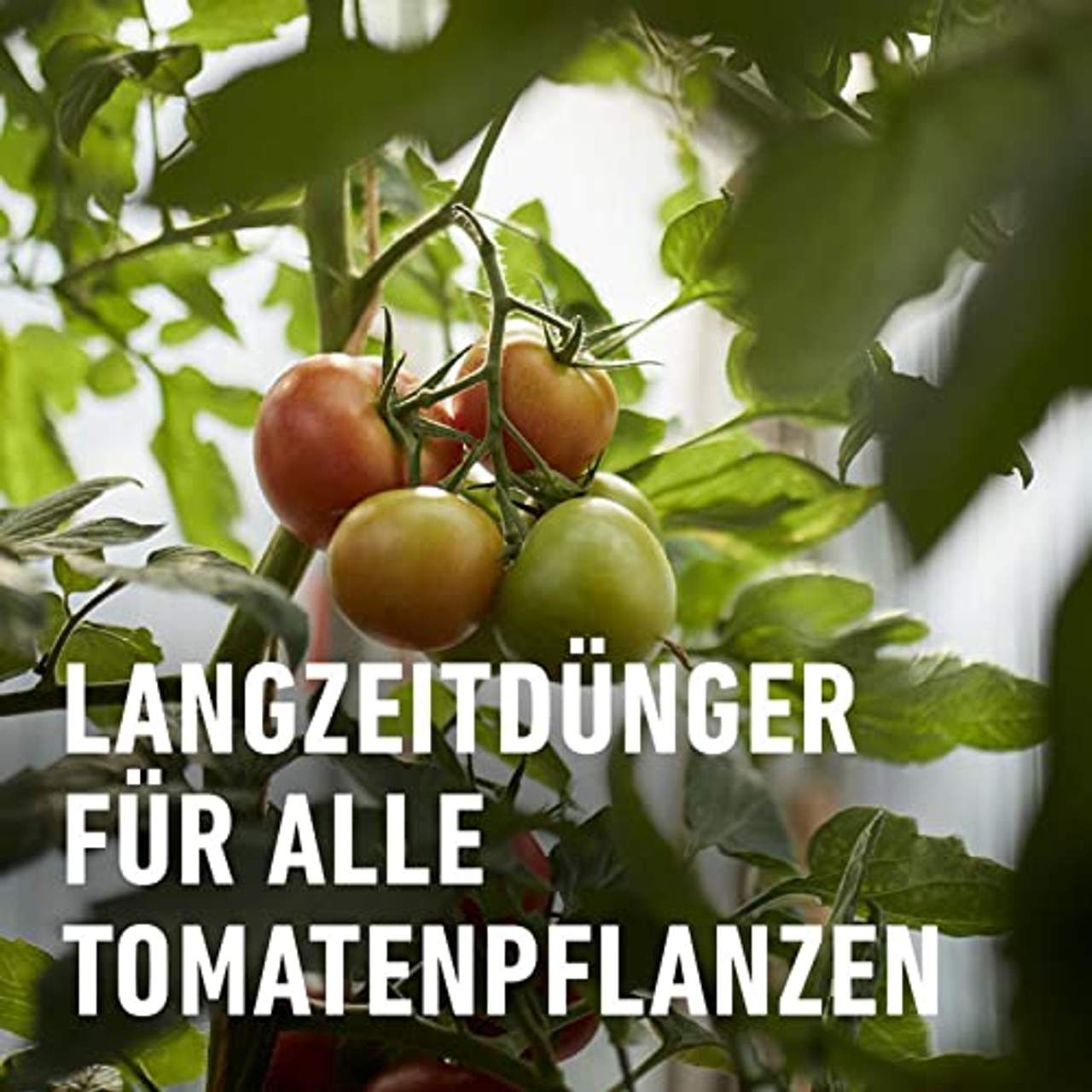 Compo Tomaten Langzeit-Dünger für alle Arten von Tomaten