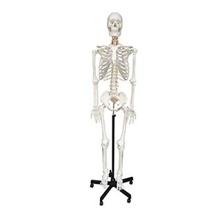 Cranstein A-111 Skelett-Modell lebensgroß 180cm