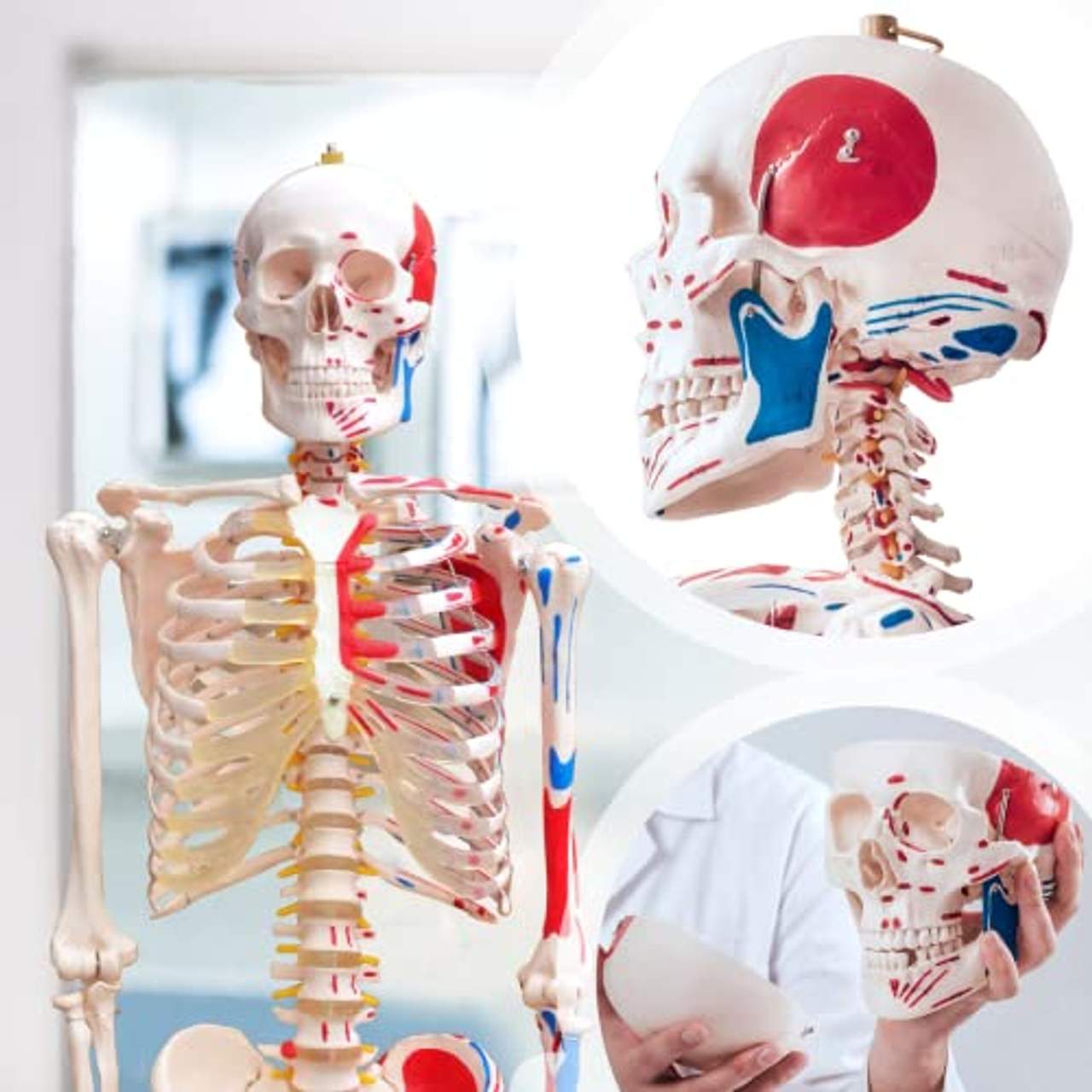 VENDOMNIA Anatomie Skelett