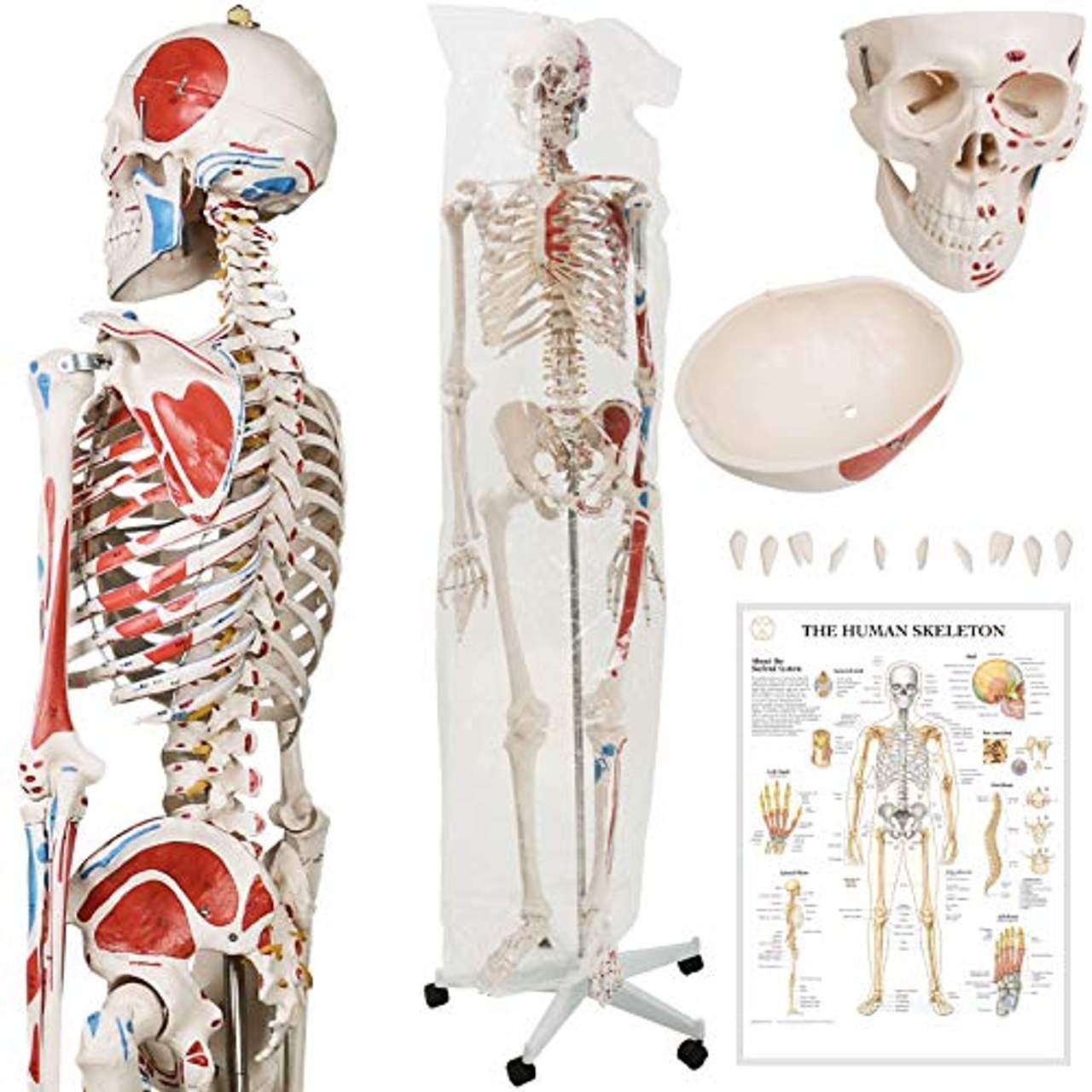 Jago Menschliches Anatomie Skelett 181.5 cm