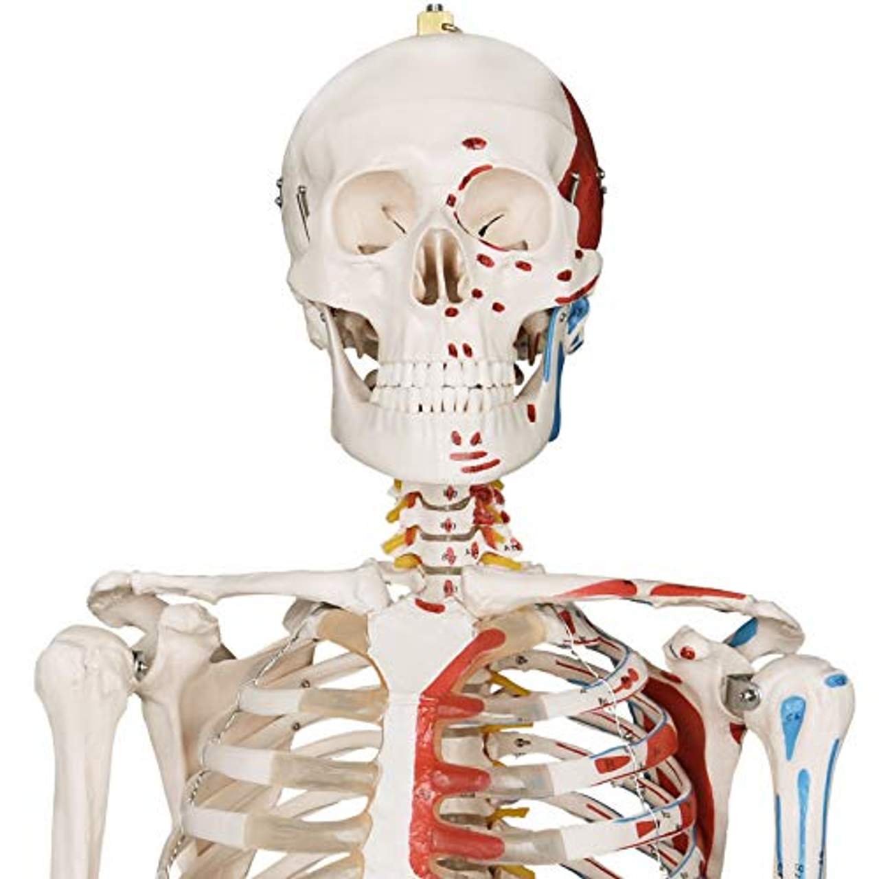 Jago Menschliches Anatomie Skelett 181.5 cm