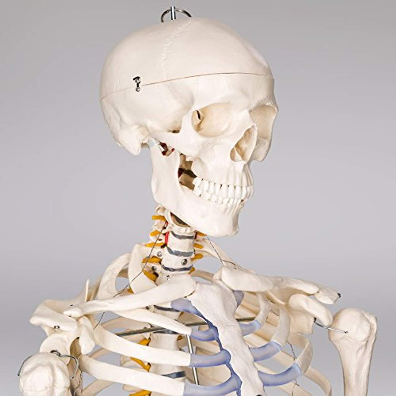 TecTake 400502 Anatomie Skelett lebensgroß
