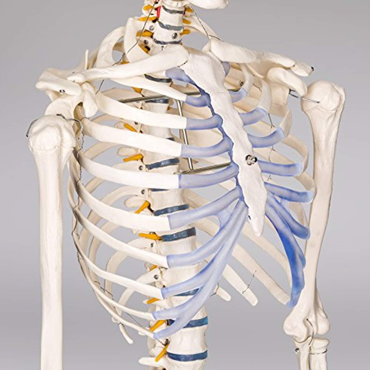 TecTake 400502 Anatomie Skelett lebensgroß