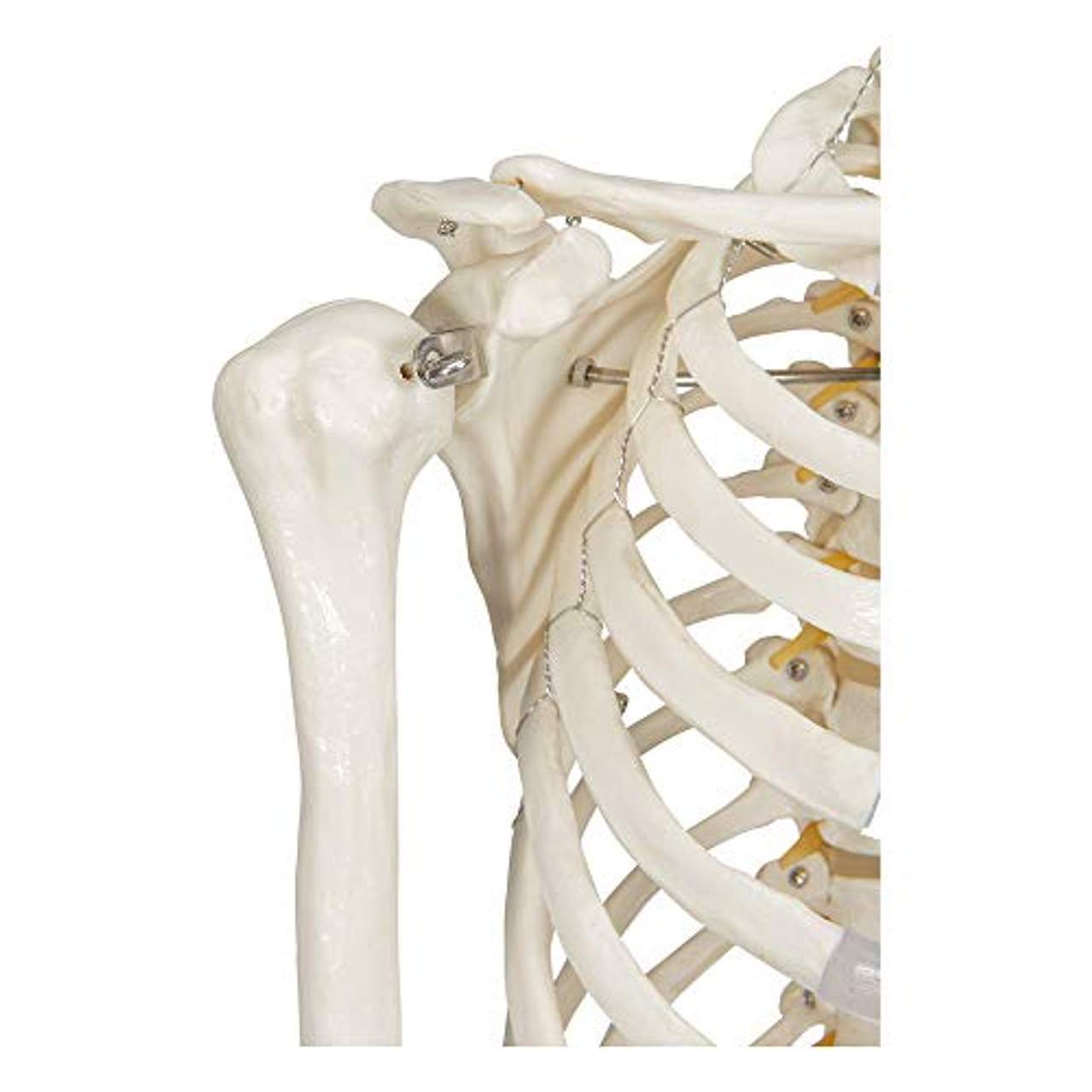 Elementary Anatomy Skelett Buddy the Budget Skeleton