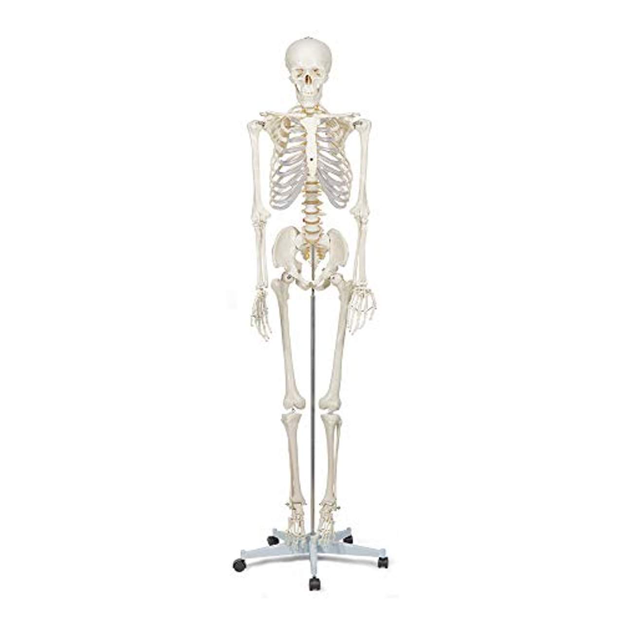 Elementary Anatomy Skelett Buddy the Budget Skeleton