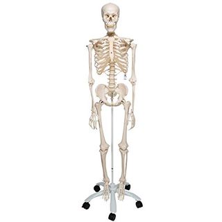 3B Scientific Anatomie A10 Skelettmodell