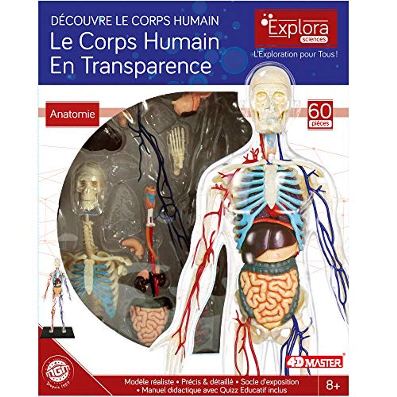 Explora Anatomie des menschlichen Skeletts