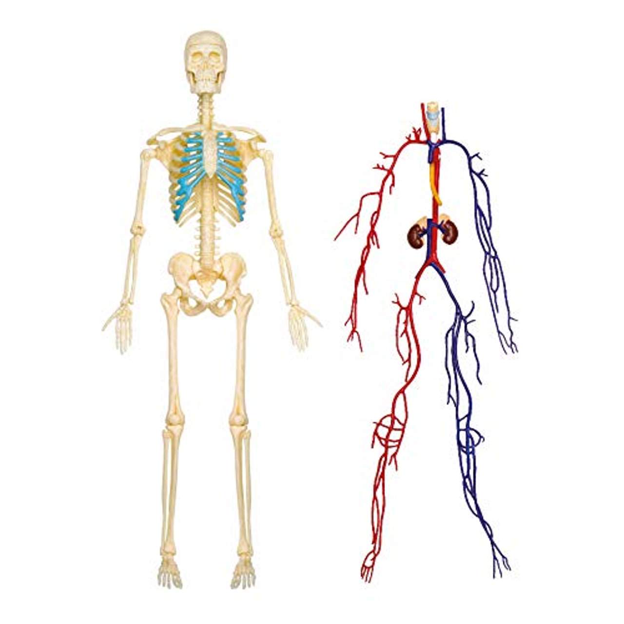 Explora Anatomie des menschlichen Skeletts