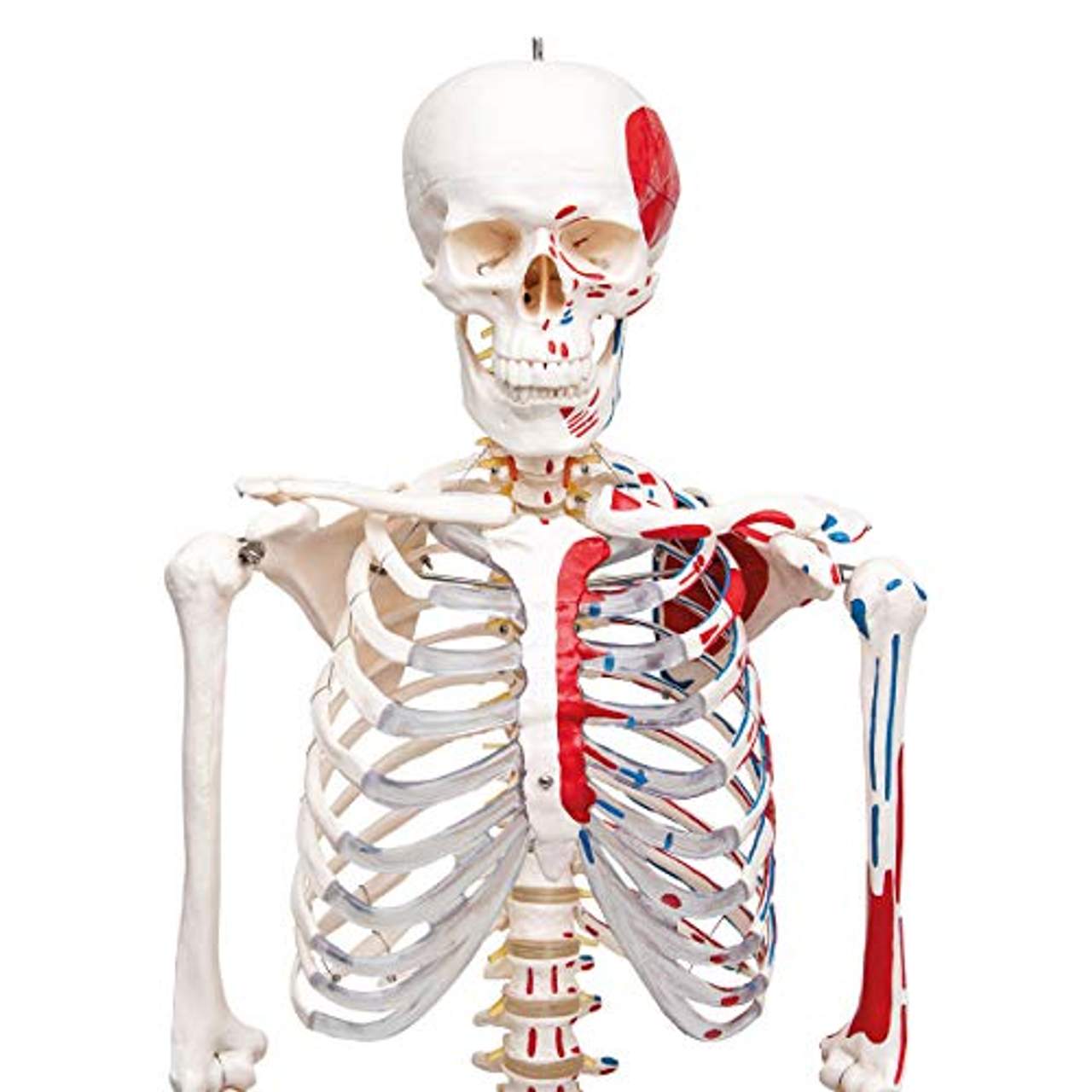 Elementary Anatomy Skelett Mike