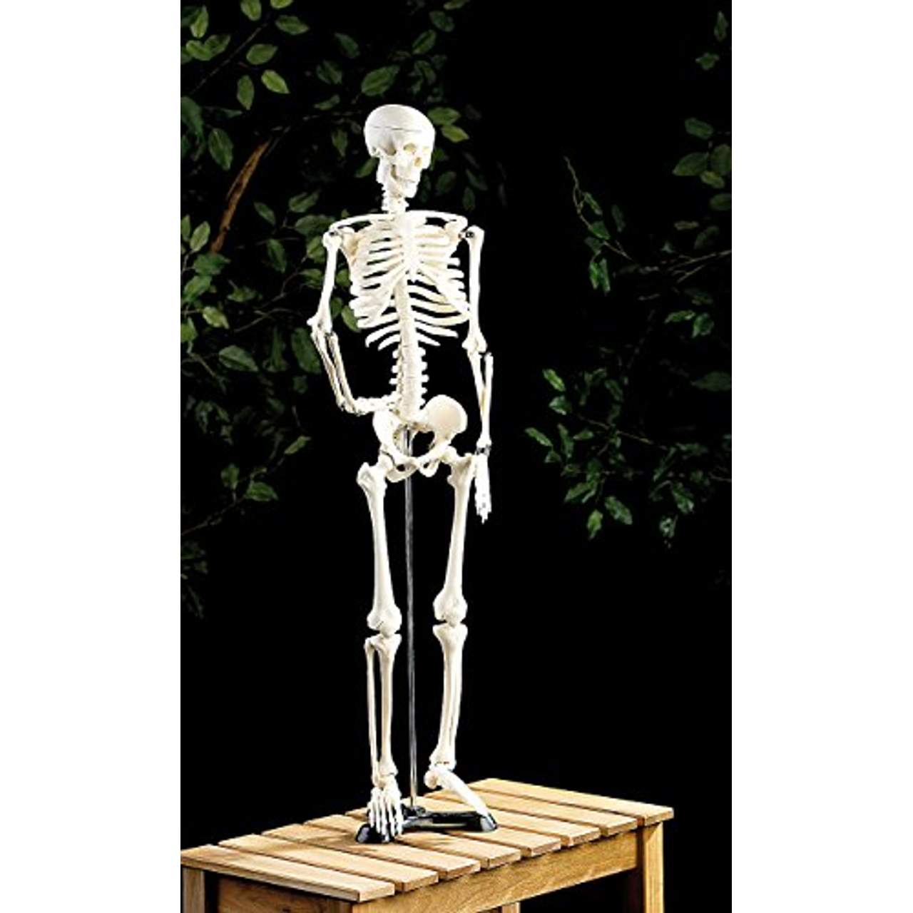 newgen medicals Menschliches Skelett: Original Lehrmittel Anatomie