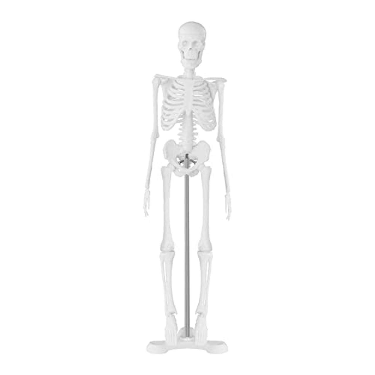 Physa Mini Skelett Anatomie Modell PHY-SK-6