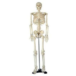 Menschliches Skelett 87cm Lernmodell