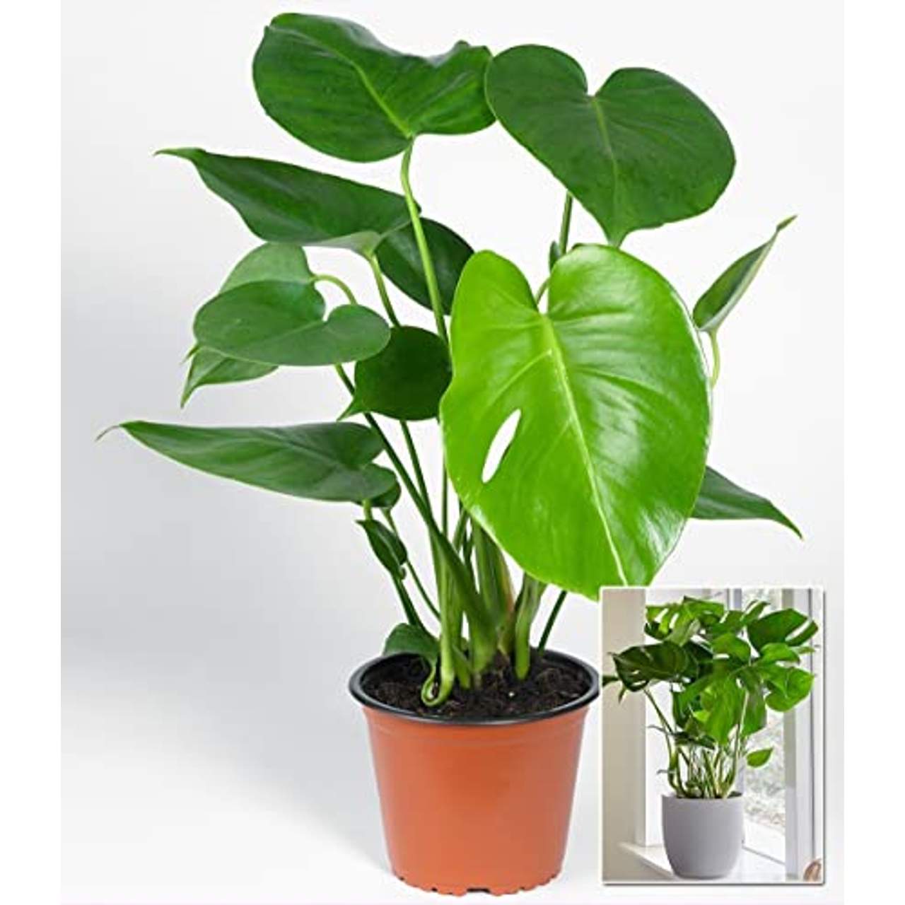 BALDUR Garten Monstera 1 Pflanze Fensterblatt Zimmerpflanze Grünpflanze Zimmerpflanze
