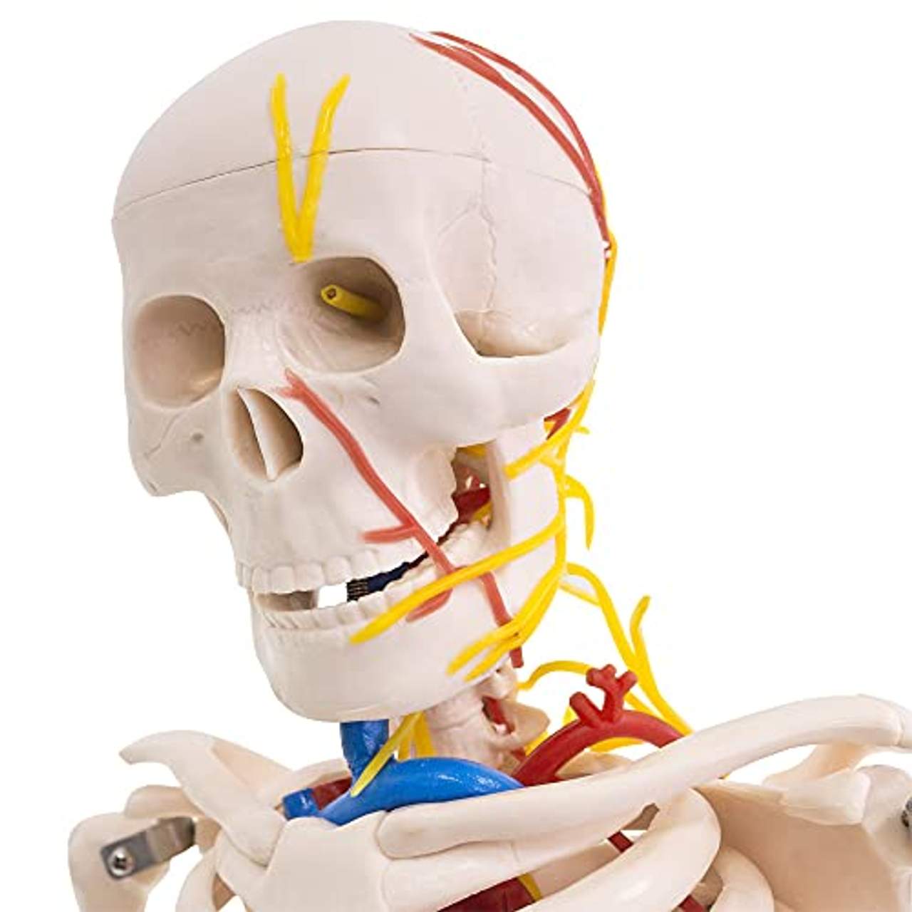 MedMod Anatomie Modell Skelett