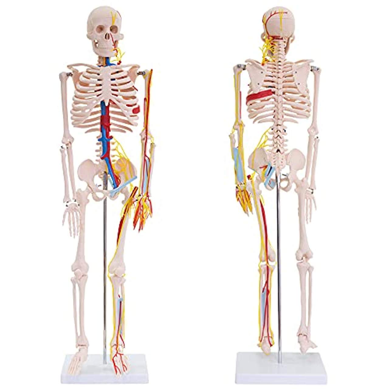 MedMod Skelett 87cm mit Nerven