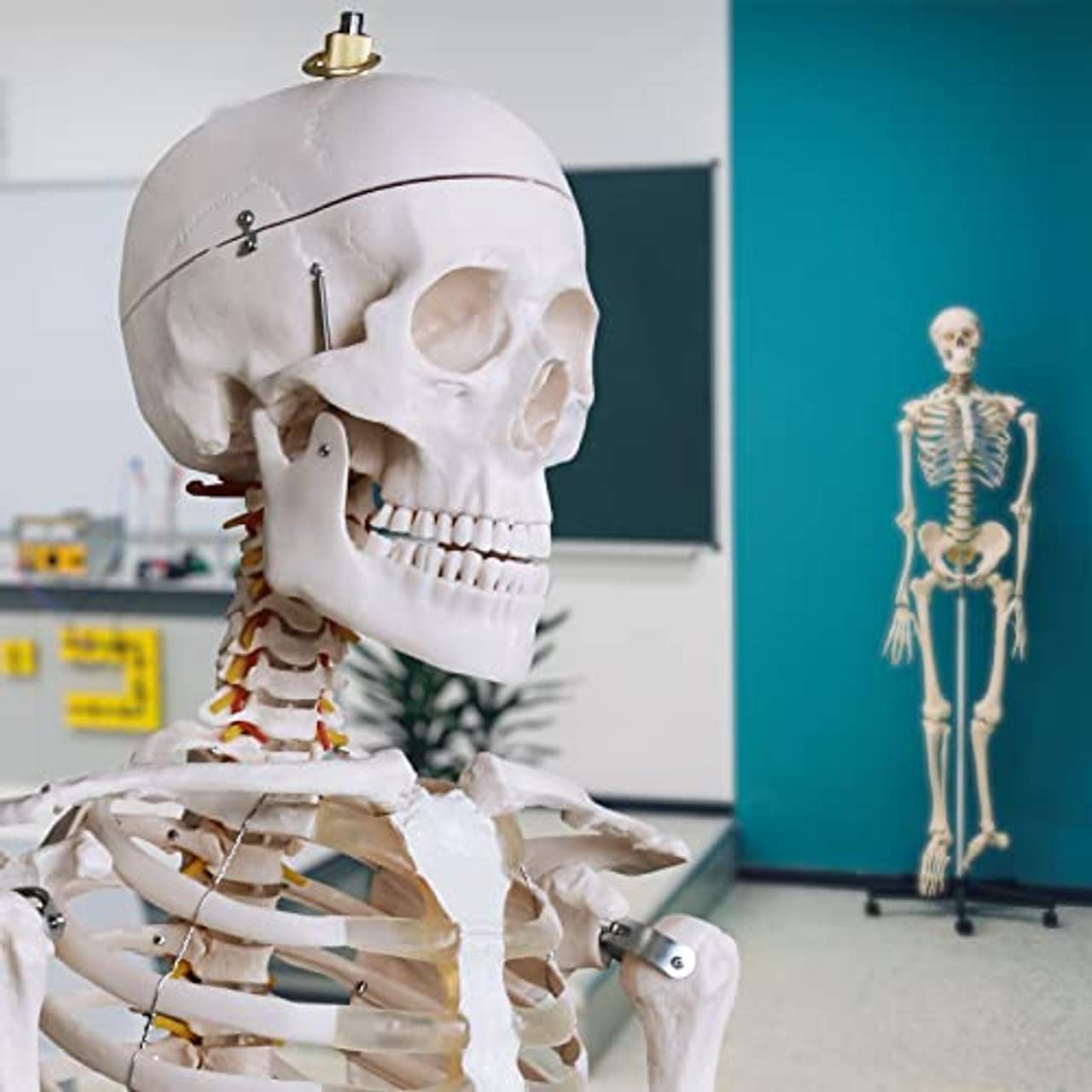VENDOMNIA Anatomie Skelett