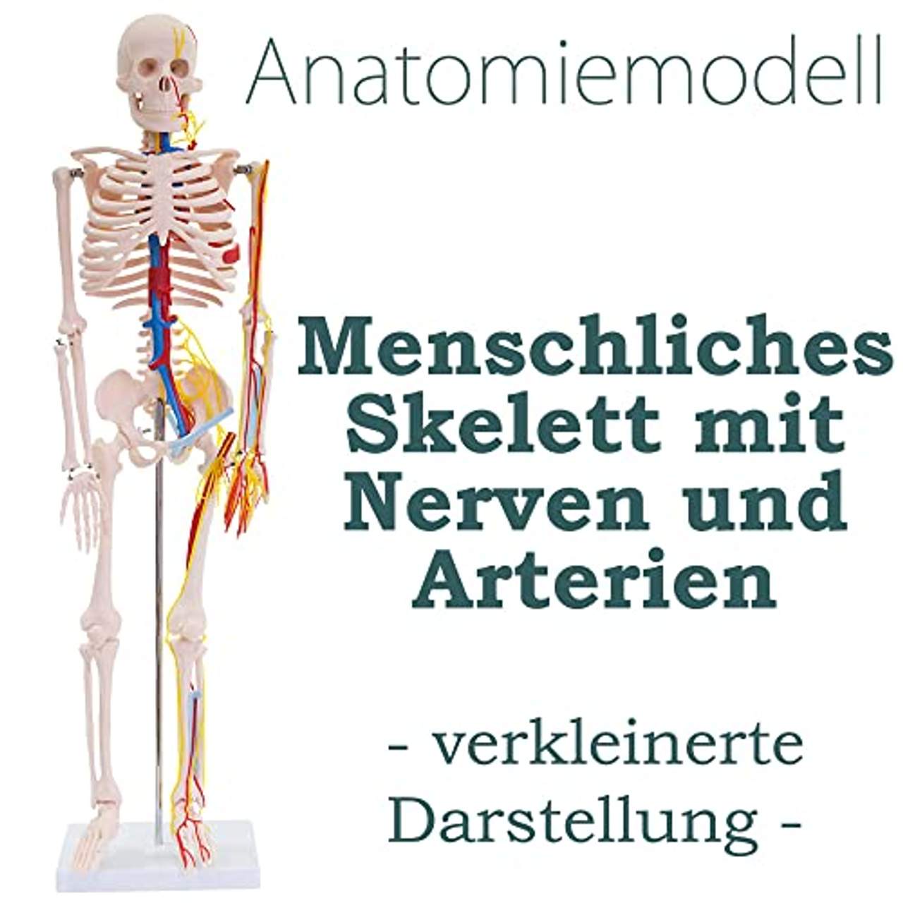 MedMod Skelett 87cm mit Nerven