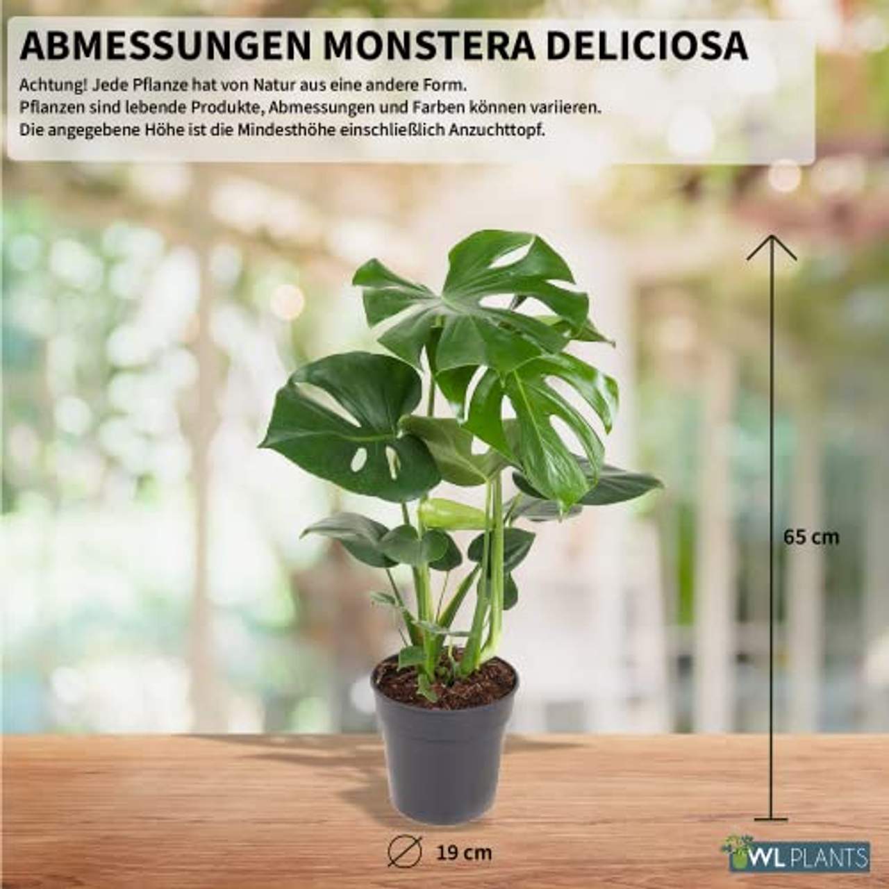 WL PLANTS Monstera Deliciosa– Fensterblatt