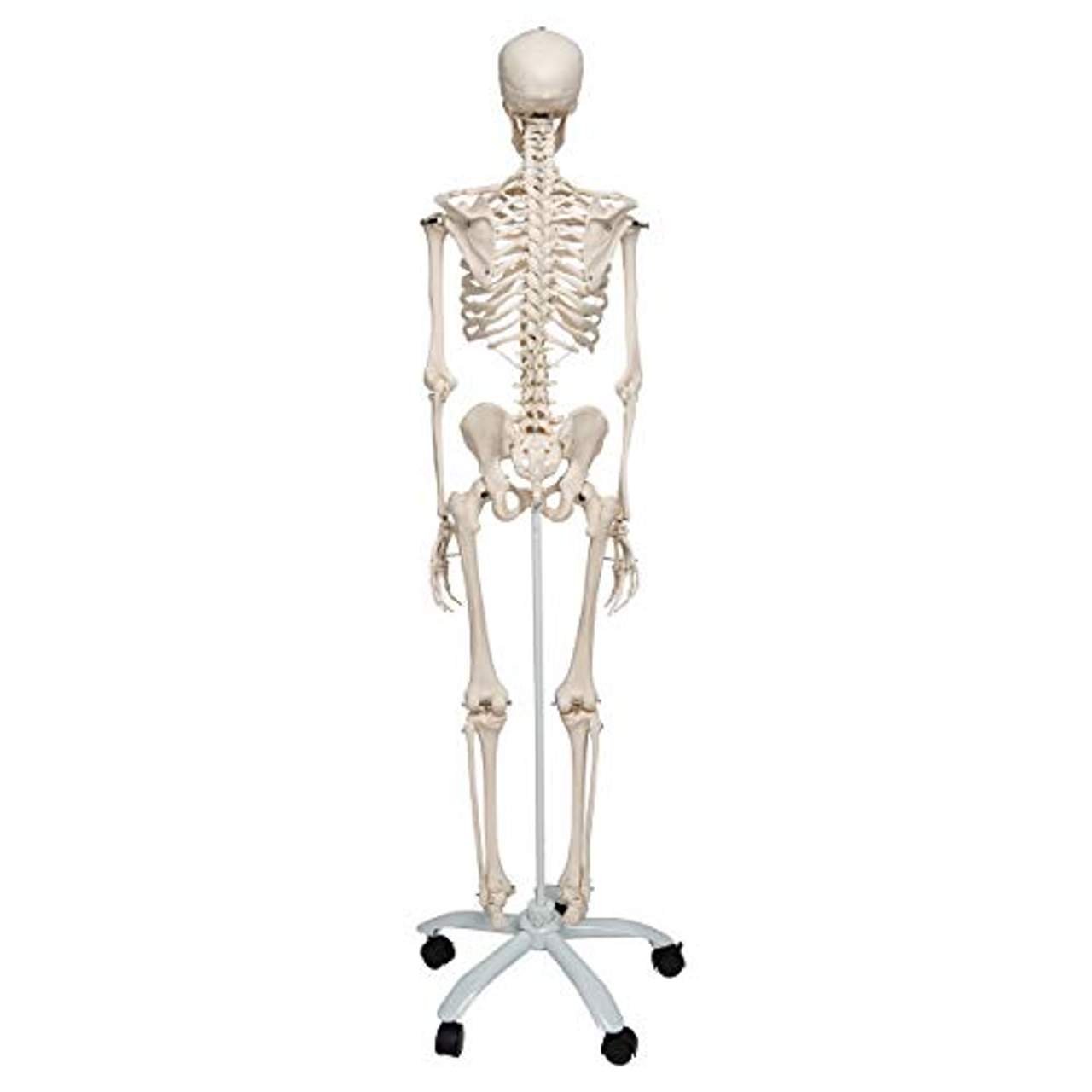 3B Scientific Anatomie A10 Skelettmodell
